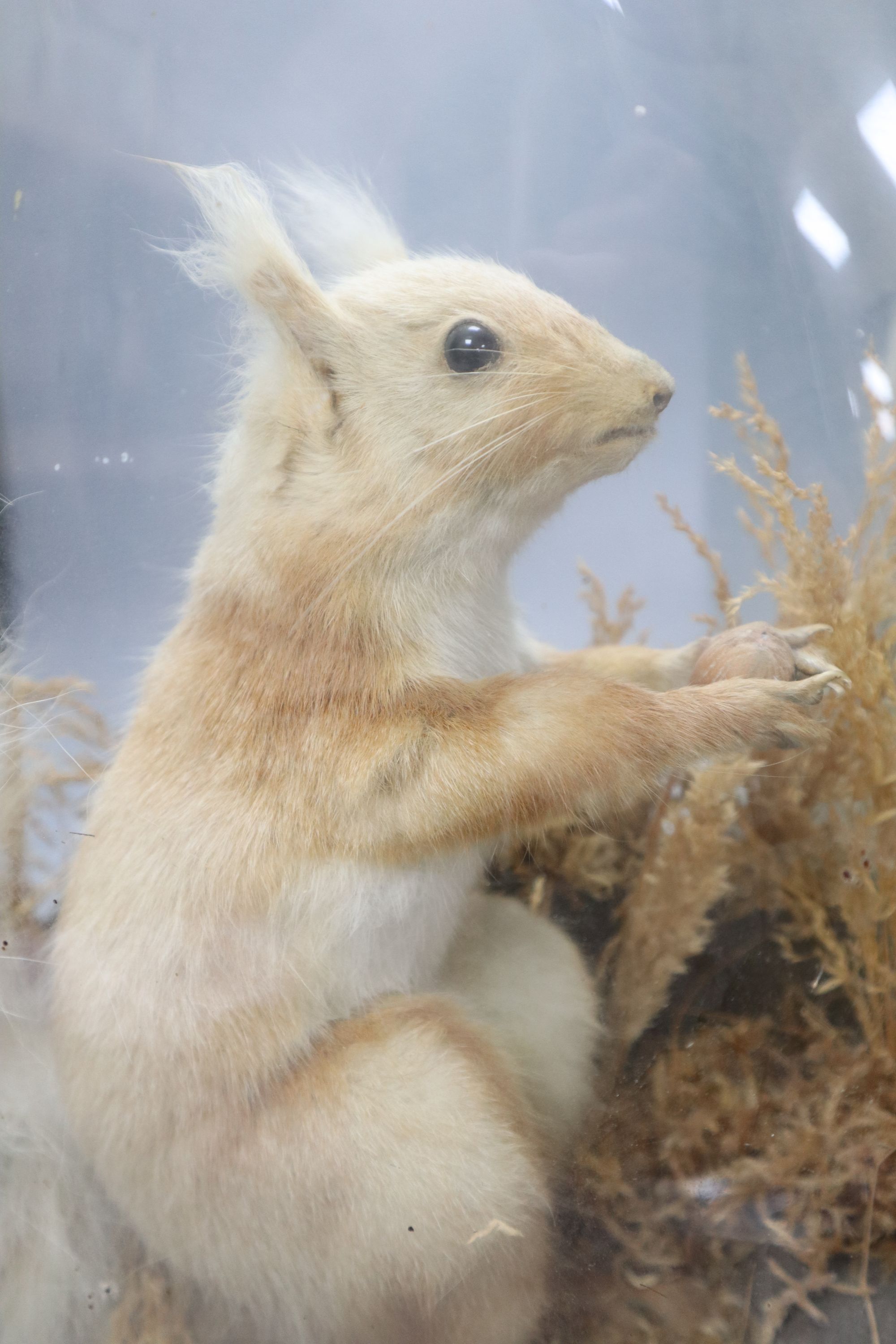 A Victorian taxidermic barn owl under glass dome and a similar taxidermic red squirrel (2)